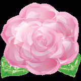 18"粉紅玫瑰花(#12092)  240.NTD